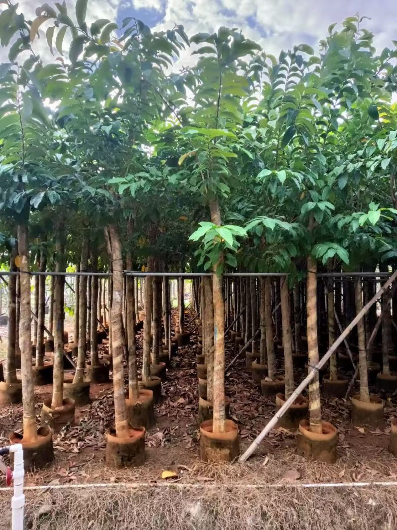 大叶紫薇3-8公分出售自家货源规格齐全可视频看货