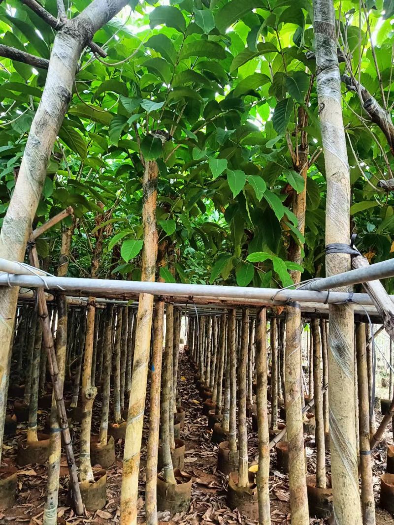 大叶紫薇3-8公分出售自家货源规格齐全可视频看货