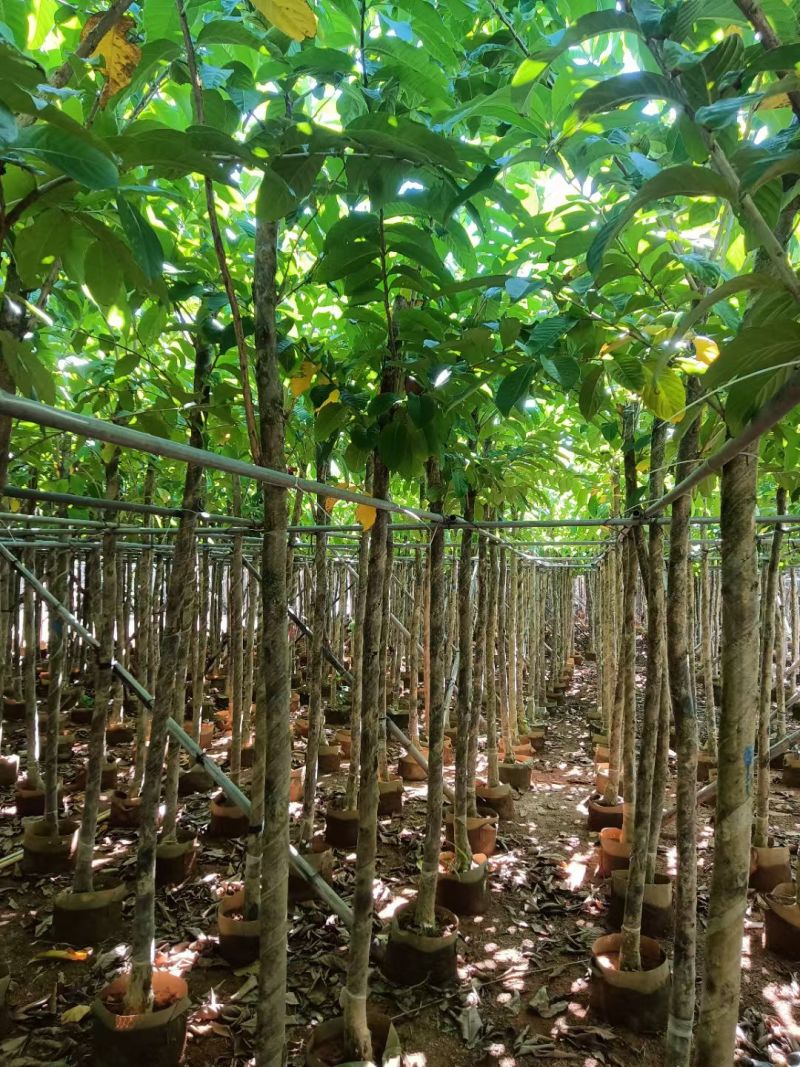 大叶紫薇3-8公分出售自家货源规格齐全可视频看货