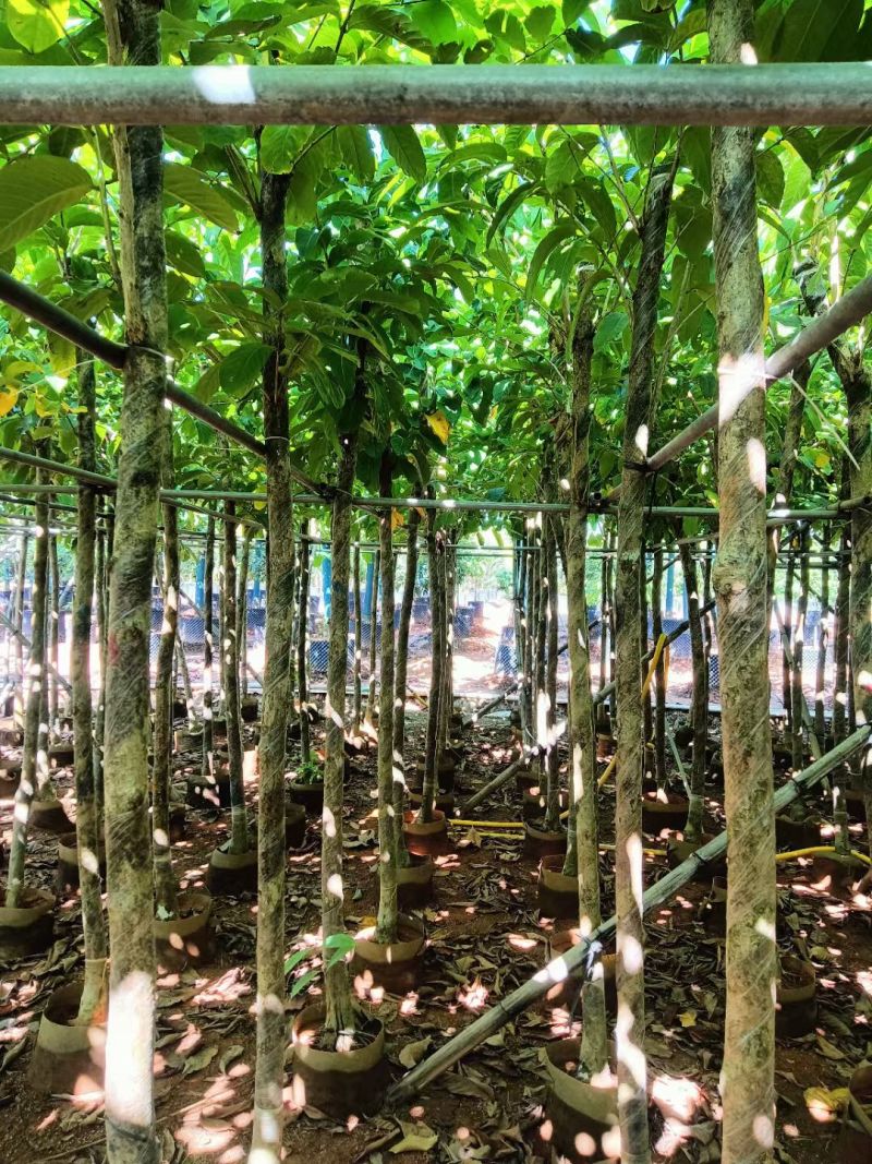 大叶紫薇3-8公分出售自家货源规格齐全可视频看货