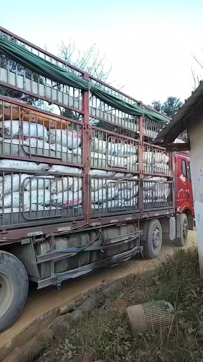 甜当归