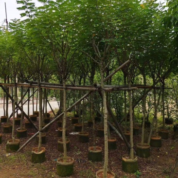 黄槐3-12公分大量出售基地直销自家货源可视频看货