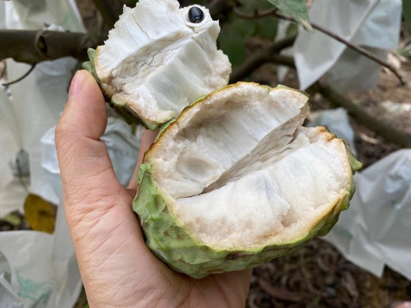 广西崇左龙州县释迦