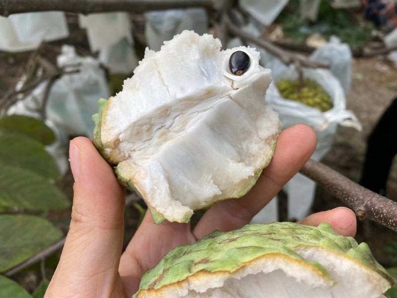 广西崇左龙州县释迦
