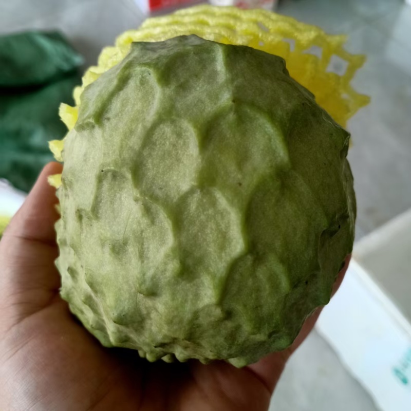 广西崇左龙州县释迦