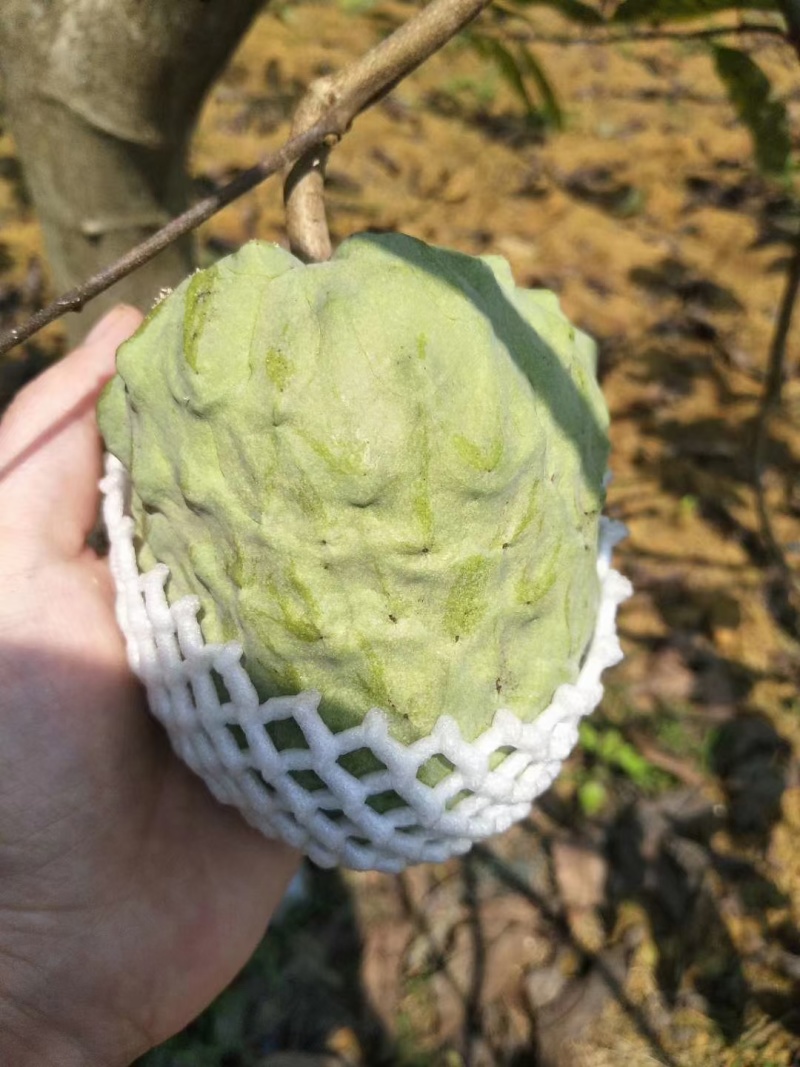 广西崇左龙州县释迦