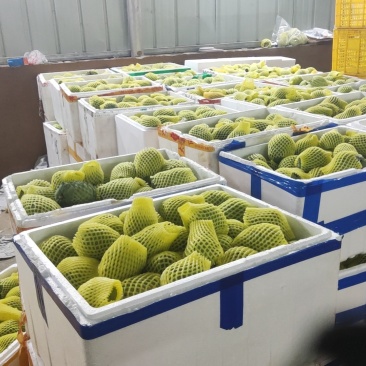 广西崇左龙州县释迦