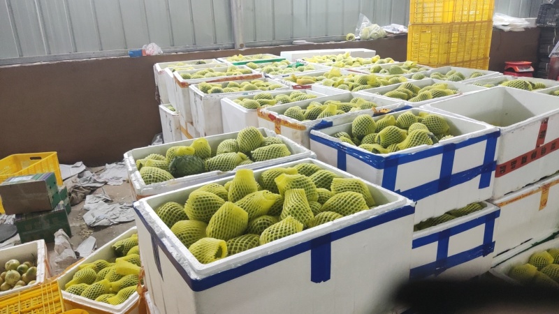 广西崇左龙州县释迦