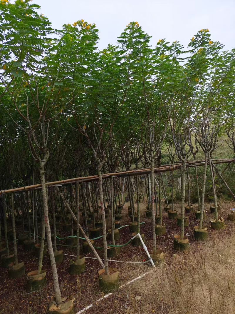 黄槐3-12公分大量出售基地直销自家货源可视频看货