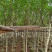黄槐3-12公分大量出售基地直销自家货源可视频看货