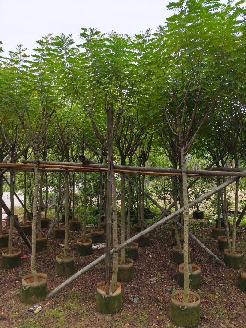 黄槐3-12公分大量出售基地直销自家货源可视频看货