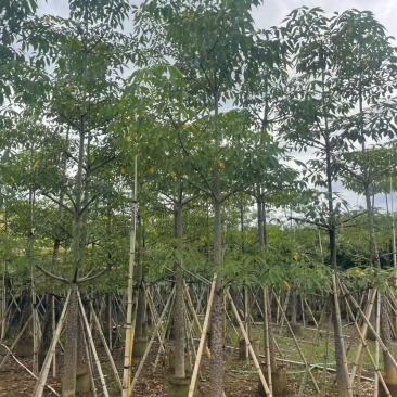 本地木棉8-18公分大量出售基地直销可现场看货