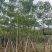 本地木棉8-18公分大量出售基地直销可现场看货