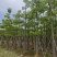 本地木棉8-18公分大量出售基地直销可现场看货