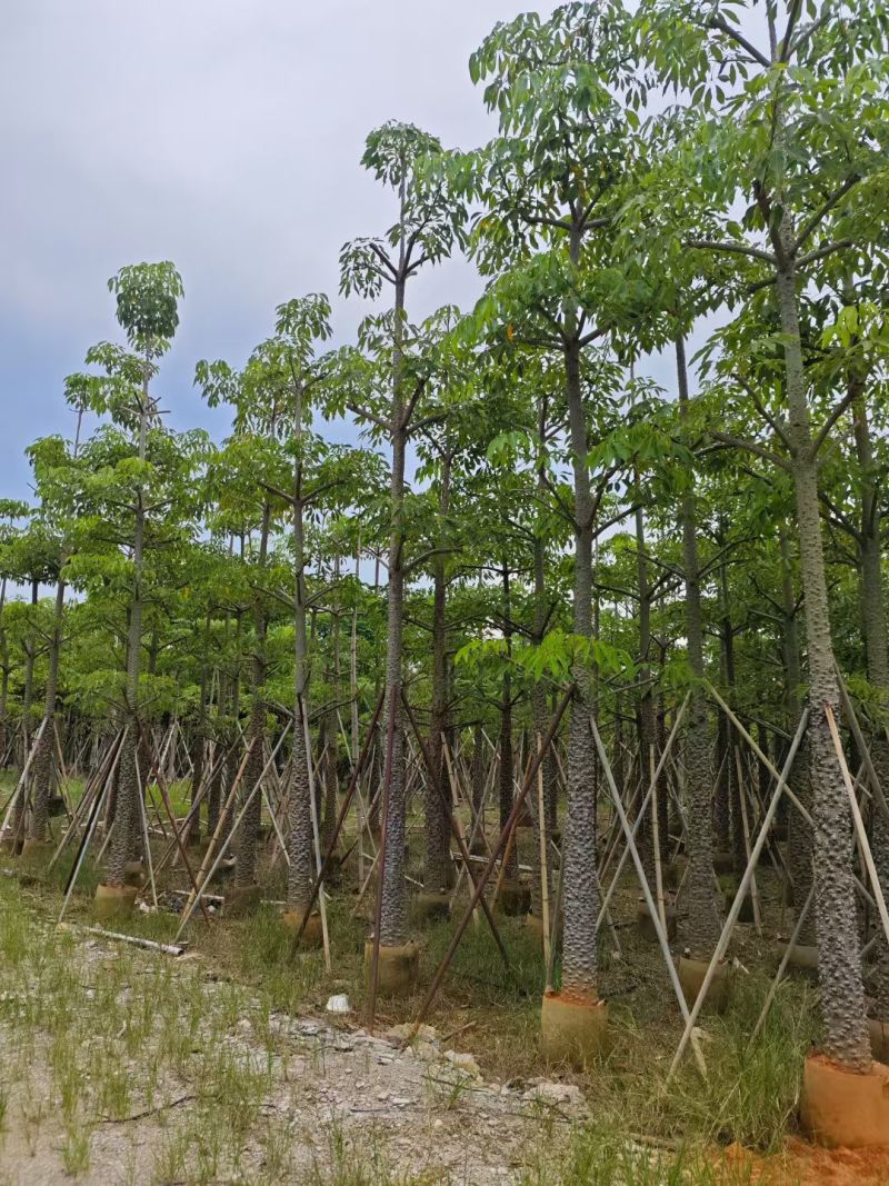 本地木棉8-18公分大量出售基地直销可现场看货