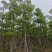 本地木棉8-18公分大量出售基地直销可现场看货