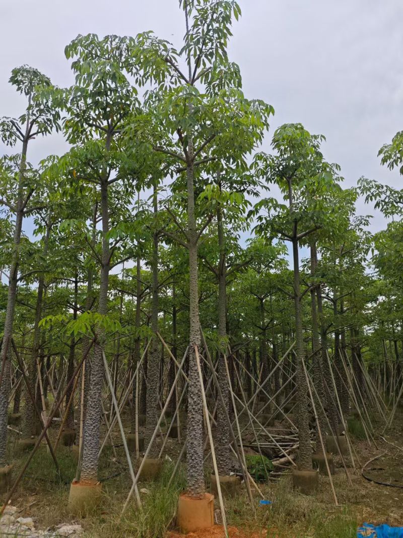 本地木棉8-18公分大量出售基地直销可现场看货