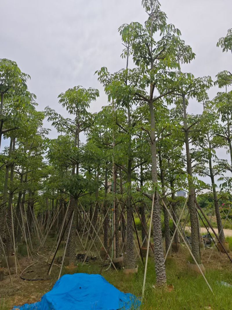 本地木棉8-18公分大量出售基地直销可现场看货