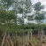 本地木棉8-18公分大量出售基地直销可现场看货