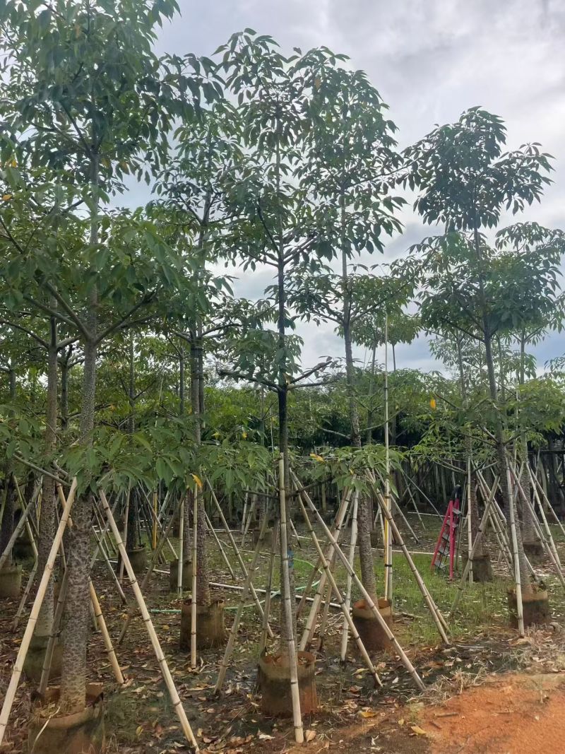 本地木棉8-18公分大量出售基地直销可现场看货