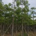 本地木棉8-18公分大量出售基地直销可现场看货
