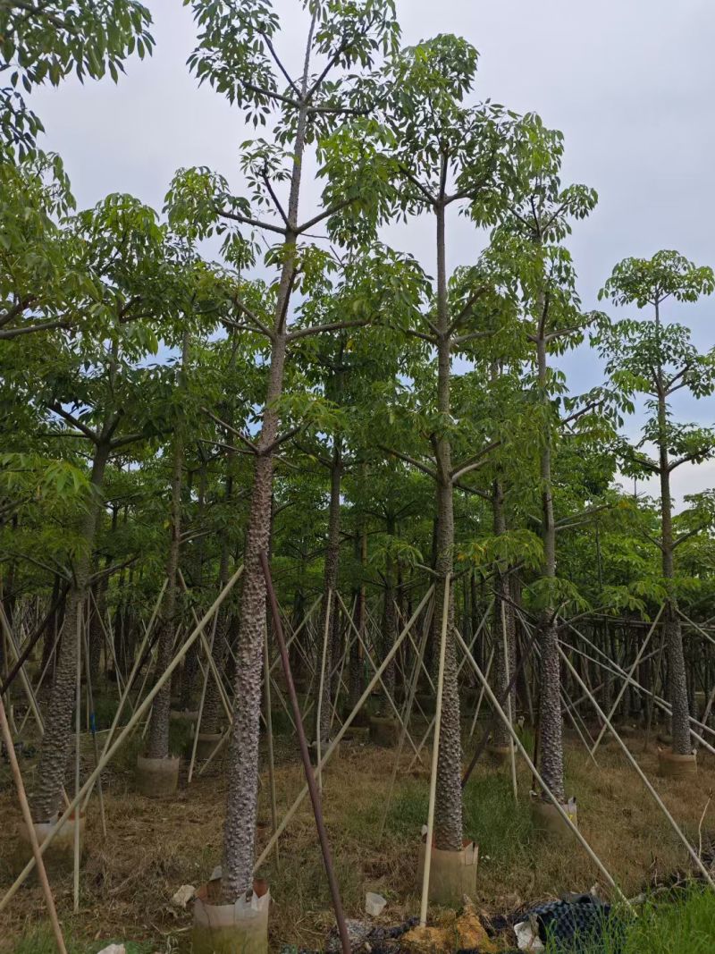 本地木棉8-18公分大量出售基地直销可现场看货
