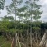 本地木棉8-18公分大量出售基地直销可现场看货