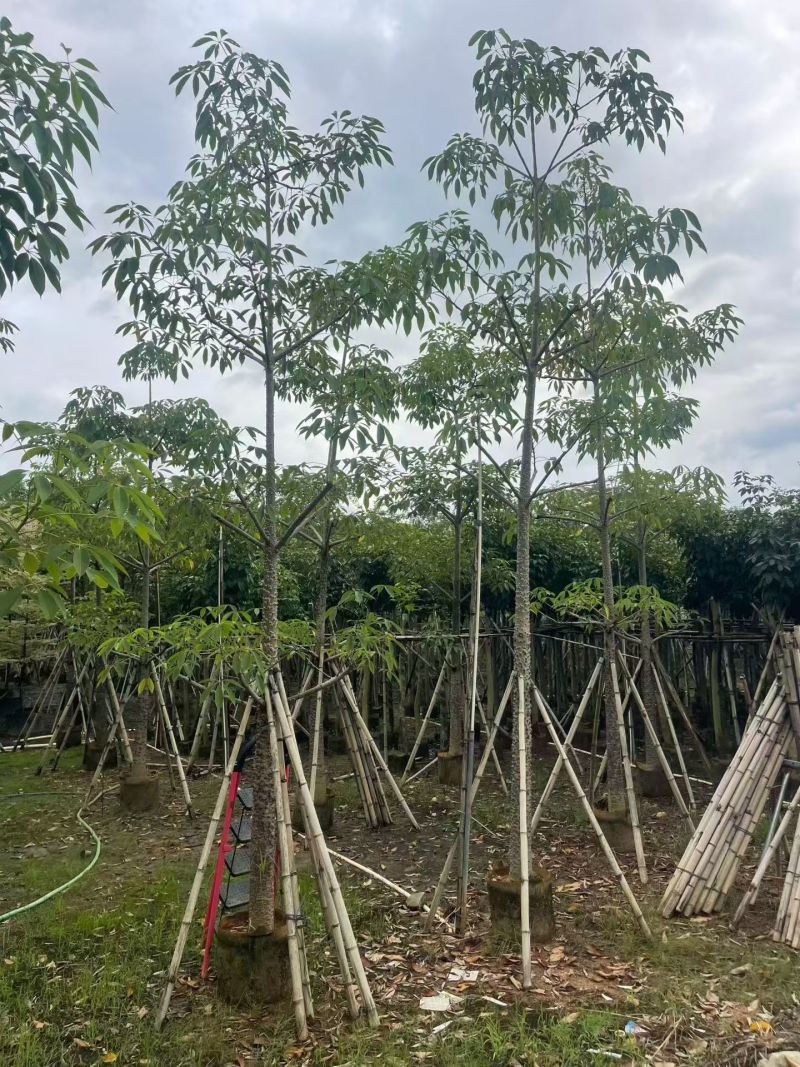 本地木棉8-18公分大量出售基地直销可现场看货