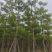 本地木棉8-18公分大量出售基地直销可现场看货