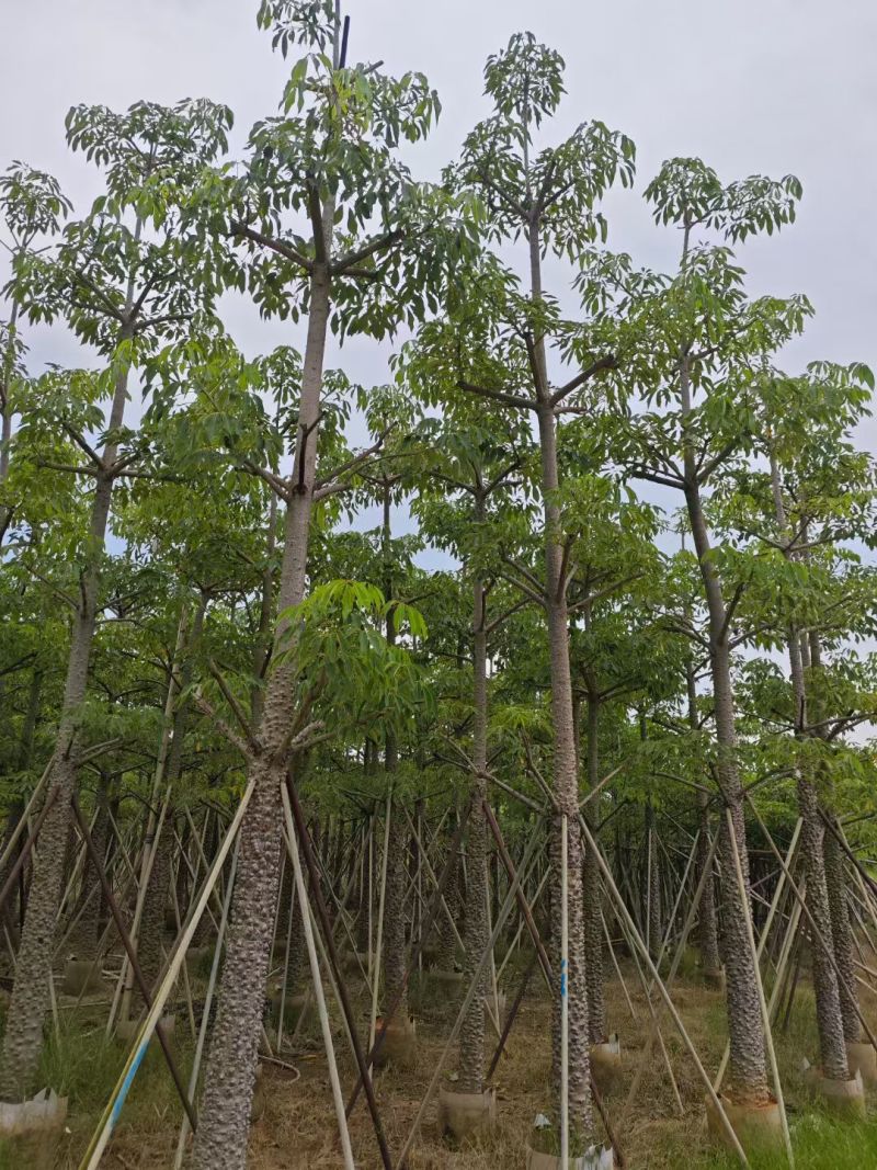 本地木棉8-18公分大量出售基地直销可现场看货