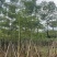 本地木棉8-18公分大量出售基地直销可现场看货