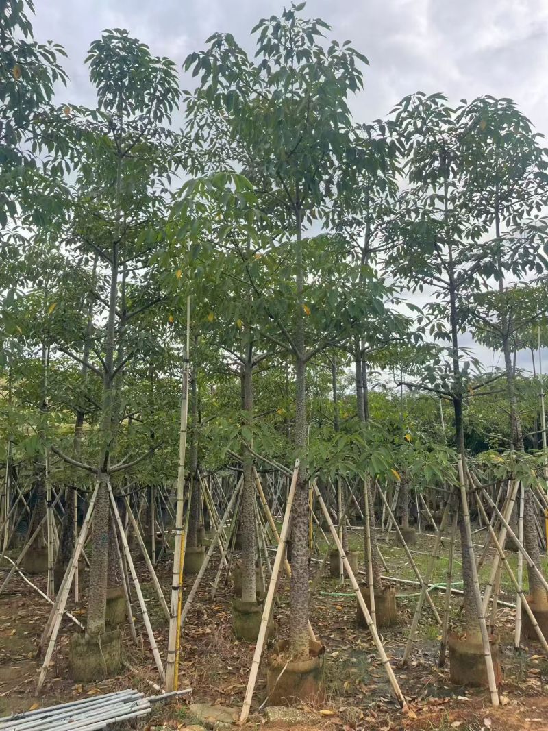 本地木棉8-18公分大量出售基地直销可现场看货