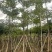 本地木棉8-18公分大量出售基地直销可现场看货