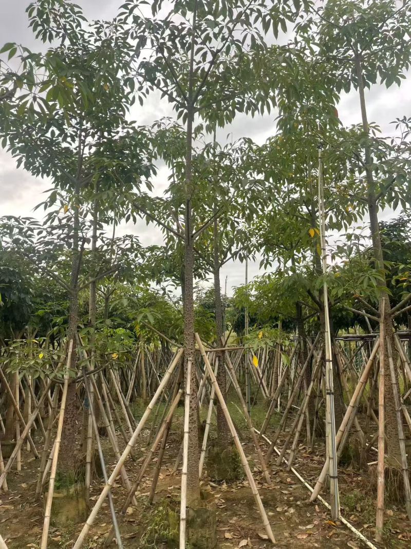 本地木棉8-18公分大量出售基地直销可现场看货