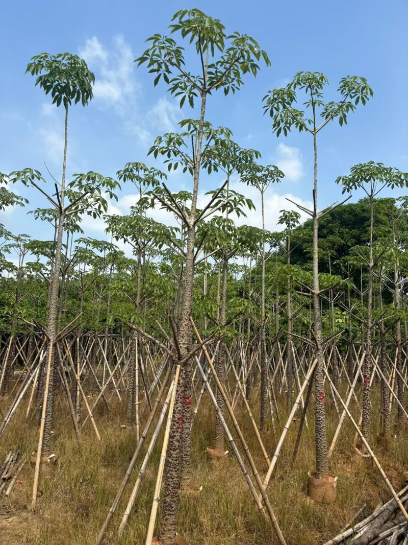 本地木棉8-18公分大量出售基地直销可现场看货