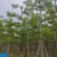 本地木棉8-18公分大量出售基地直销可现场看货