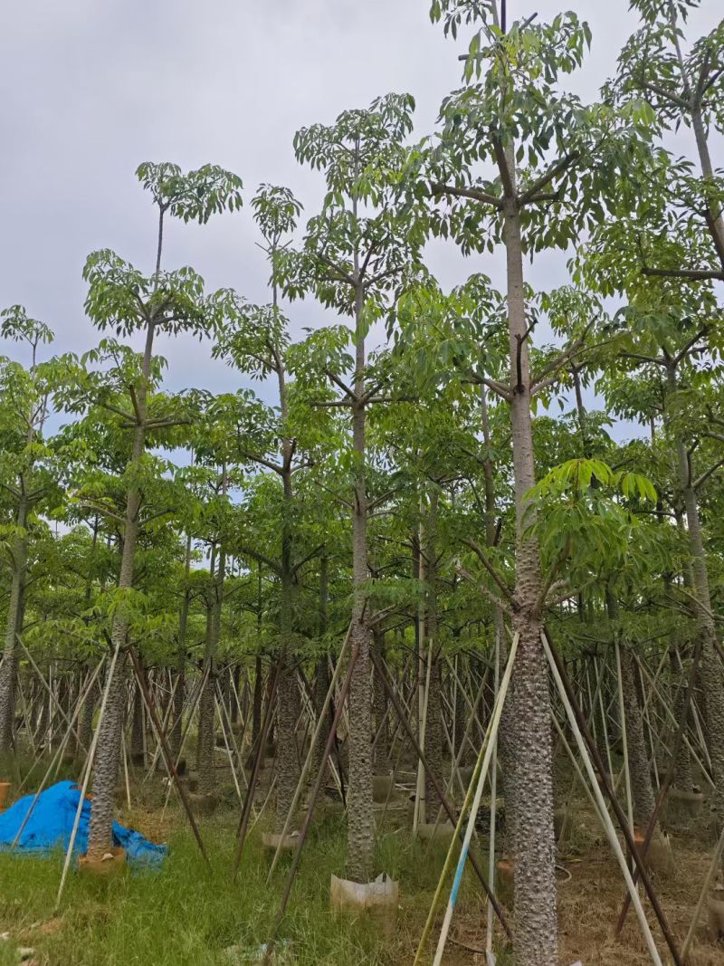 本地木棉8-18公分大量出售基地直销可现场看货