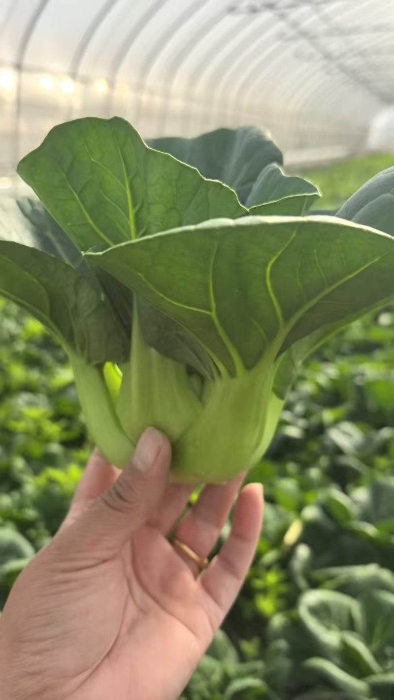 精品上海青，颗粒饱满，当天采摘，品质特优，价格实惠