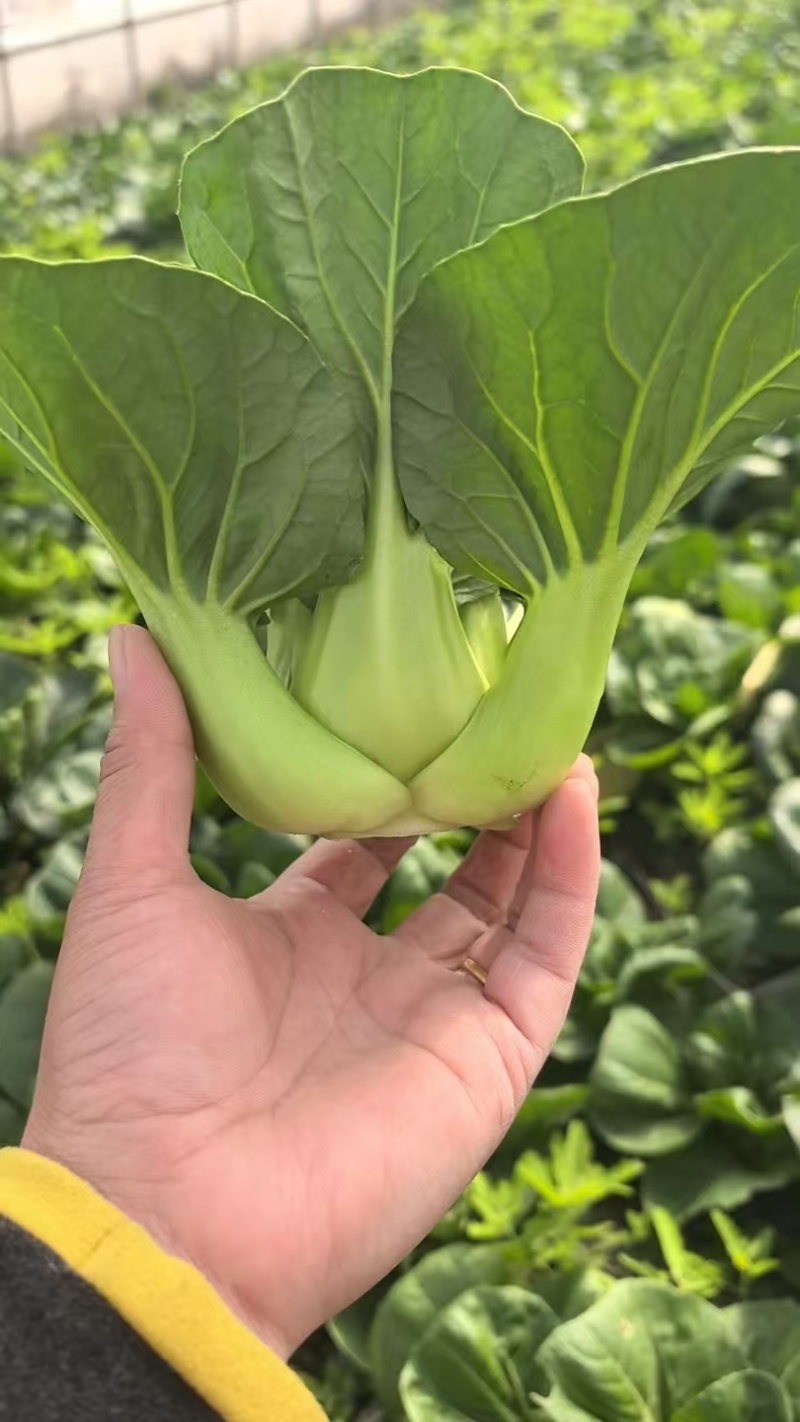 精品上海青，颗粒饱满，当天采摘，品质特优，价格实惠
