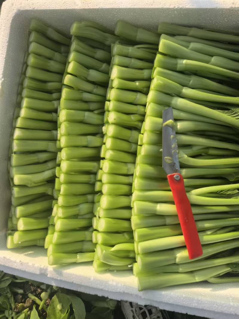 精品上海青，颗粒饱满，当天采摘，品质特优，价格实惠