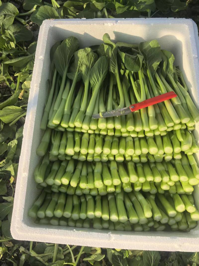 精品上海青，颗粒饱满，当天采摘，品质特优，价格实惠