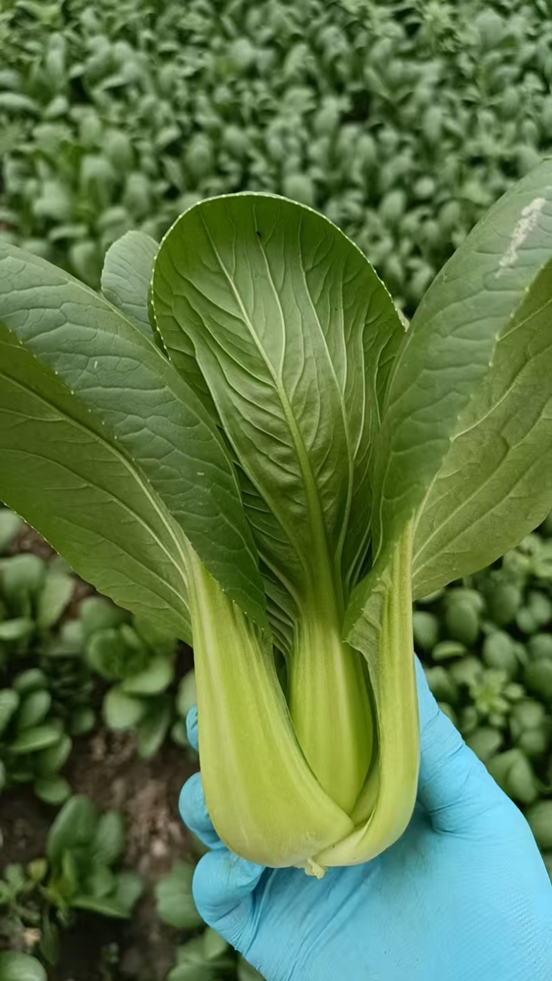 精品上海青，颗粒饱满，当天采摘，品质特优，价格实惠