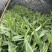 专业益智种苗10多年