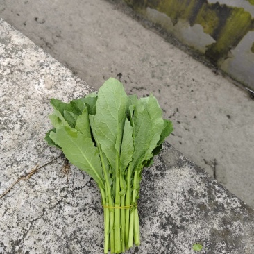 清油菜苔