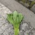清油菜苔