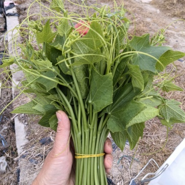 龙须菜