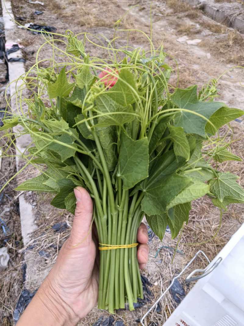 龙须菜