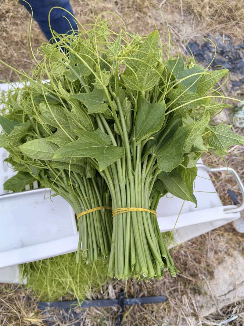 龙须菜