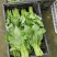 清油菜苔