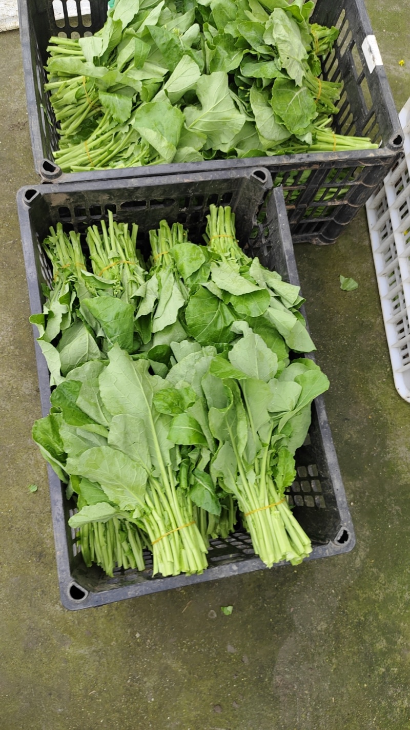 清油菜苔